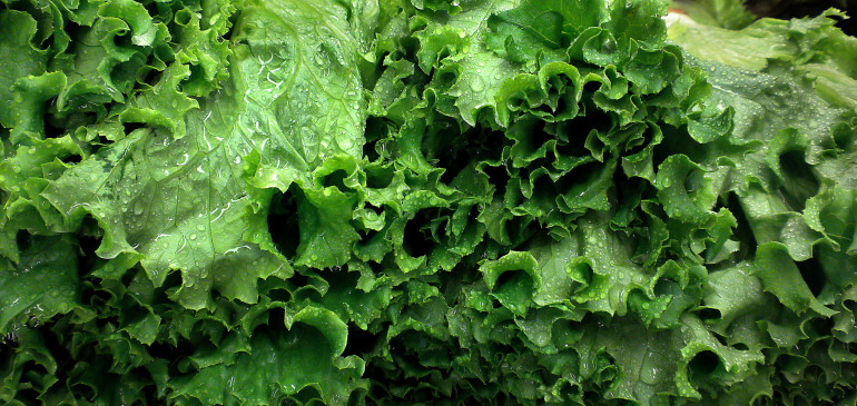 Eating green leafy vegetables keeps mental abilities sharp