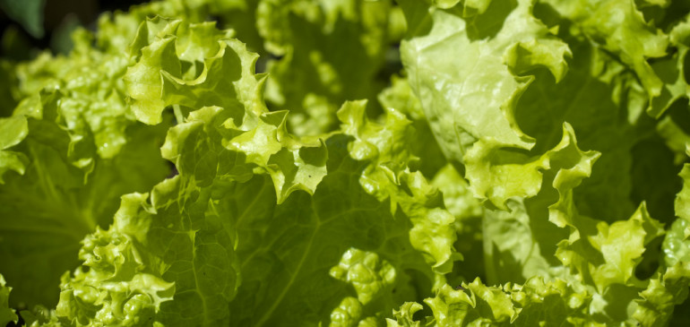 Color of lettuce determines the speed of its antioxidant effect